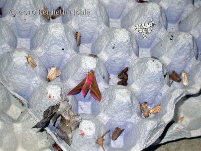 Egg tray in July - Kenneth Noble